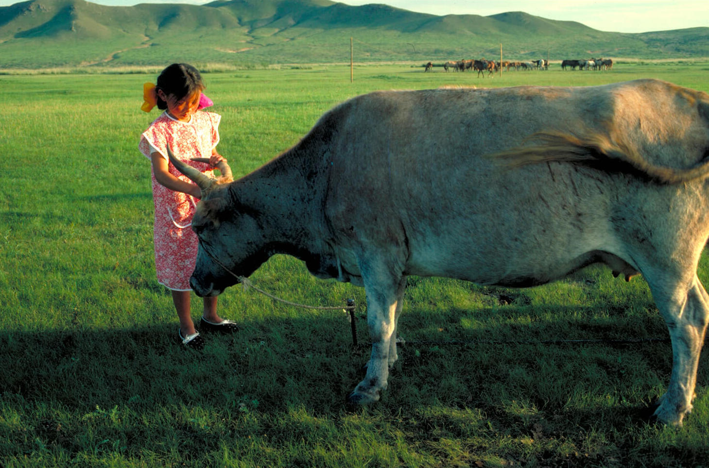 Les vaches l’aiment haute, les moutons l’aiment courte. –  Mongolie